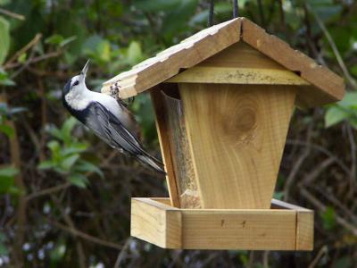 u19/demorcan/medium/36400094.BirdFeeder.jpg