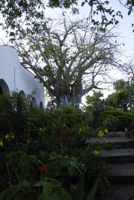 Baobob beside porch