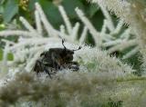 Rose Chafer (Cetonia aurata)