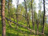 Birchwood on a June evening.jpg