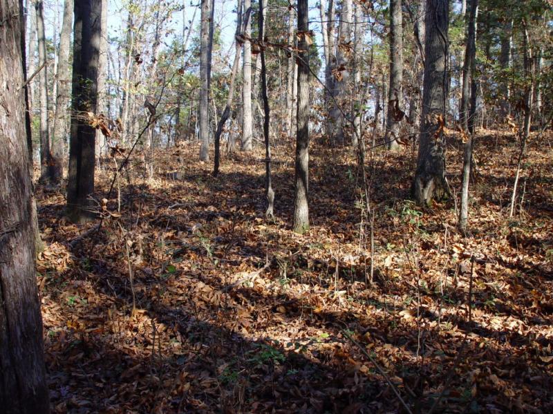 a view of the camp...this hillside is covered with hutsites