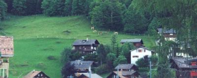 View of Wengen from our hotel room balcony. Cows with bells are in the pasture.