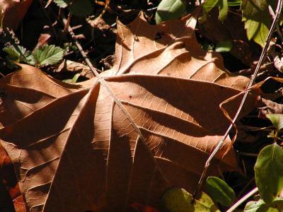 Leaf in Shadows