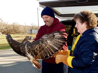Rick Reidl the person who found the hawk and Pat Fisher of the Feather Rehabilitation Center, New London prepare to release the redtail hawk.