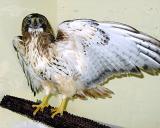 Lift Me Up ~ Release of the Greenville Redtail Hawk