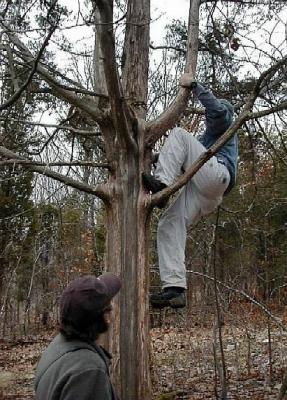 Monkey boy scurries up a tree