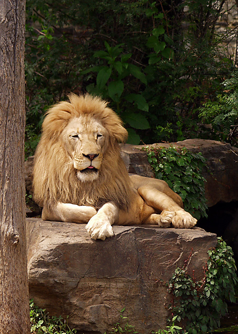 Lion3.jpg