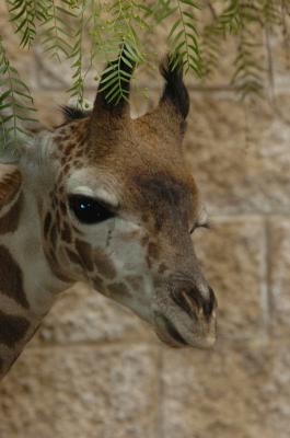 Baby Giraffe's Profile
