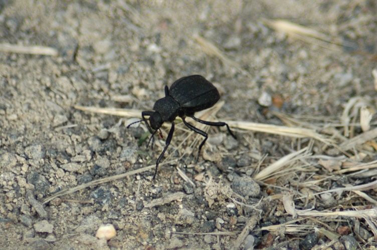 Black Beetle