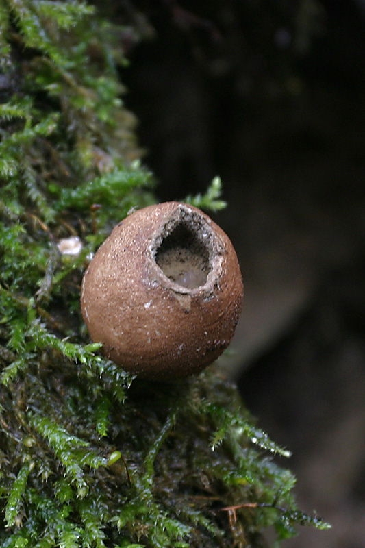 Lycoperdon pyriforme