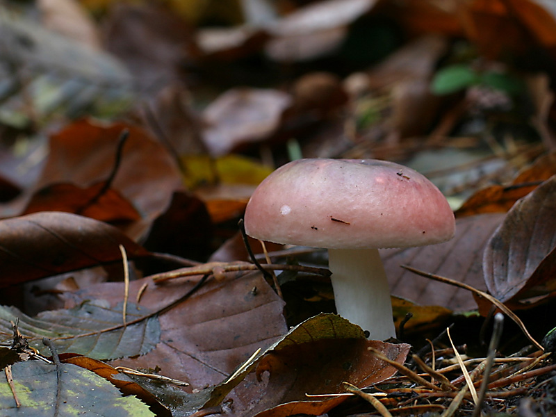 Russula sp.