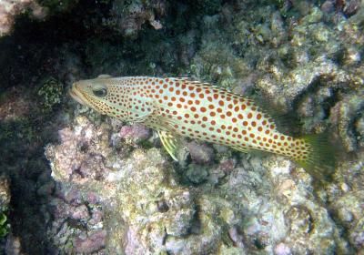 White-lined Grouper