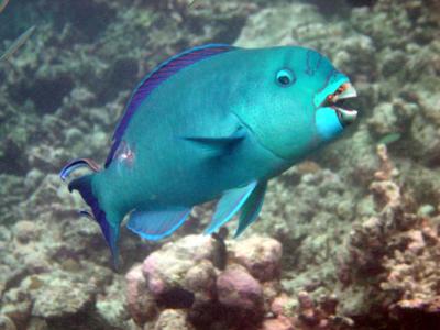 Sheephead Parrotfish