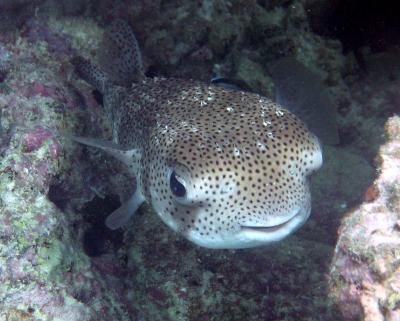 Black-spotted Porcupinefish
