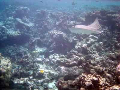Distant Eagle Ray