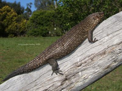 Egernia cunninghami. The REAL Cunninghams Skink