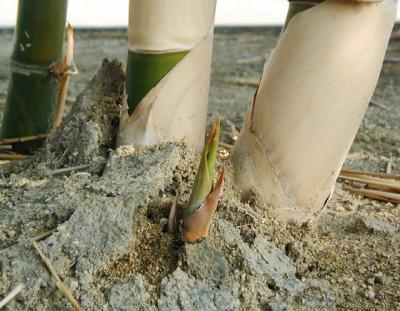 Watching Grass Grow...A Meter/Day! (horizontal)