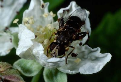 Syritta pipiens