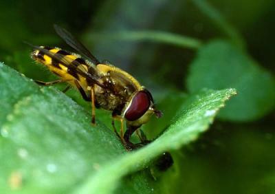 Syrphus ribesii