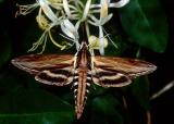 Sphinx Kalmiae (Laurel Sphinx). 