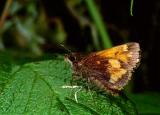 Skipper