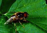 Eristalis  horticola