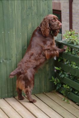 Bradley on cat watch!