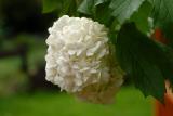 Snow ball bush flower