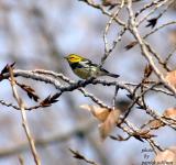 Black-throated Green Warbler