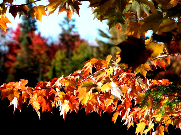 Maple Curtain