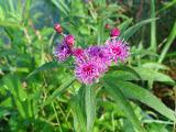 New York Ironweed