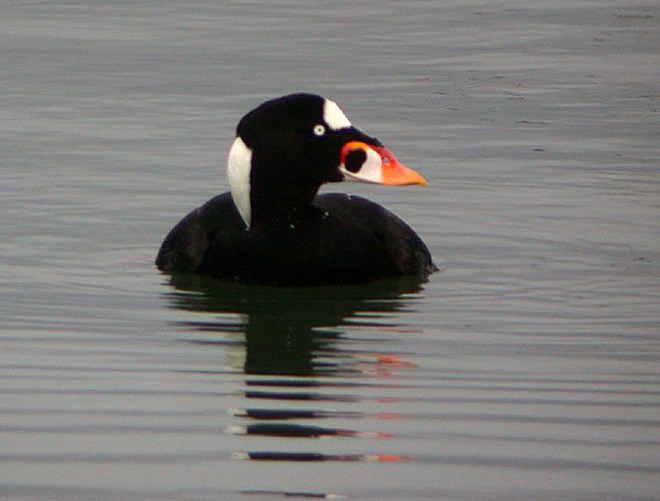 Surf Scoter