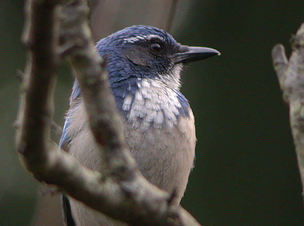 California Scrub-Jay