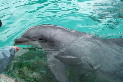 Me Touching A Dolphin  very nice!!