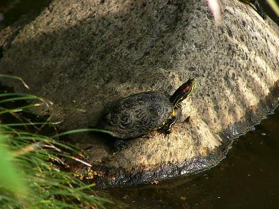 sdturtle5.JPG