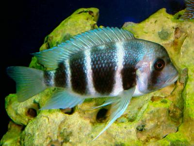 Cyphotilapia frontosa - Mpimbwe Blue