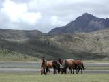 Wanderung durch den Cotopaxi Nationalpark