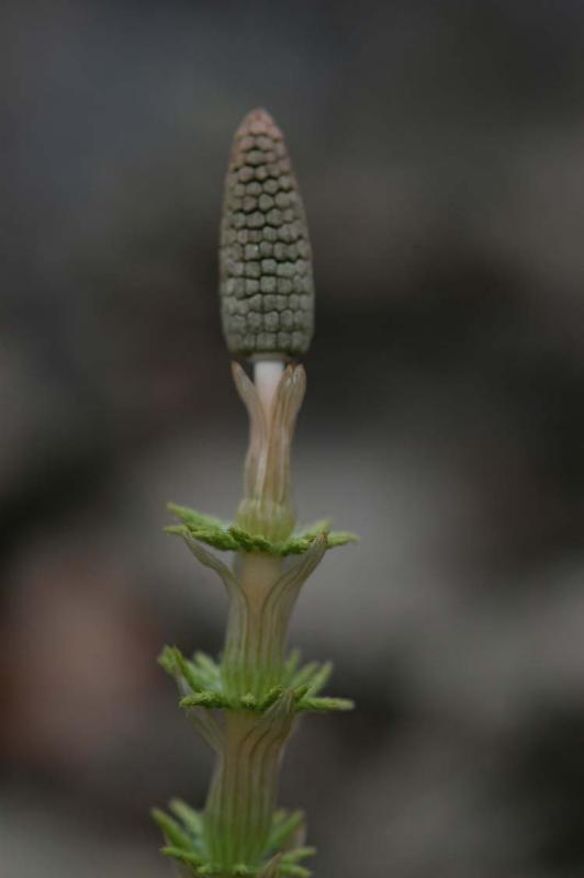 Equisetum-arvense1.jpg