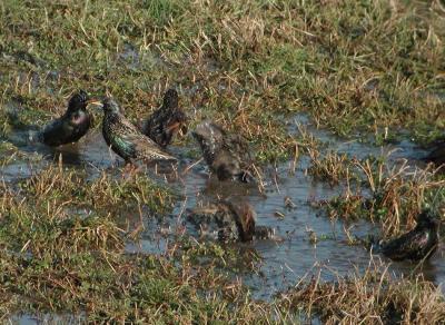 Sturnus-vulgaris.jpg