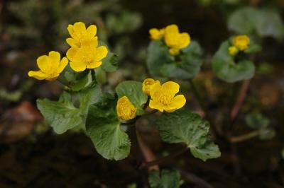 Caltha-palustris.jpg