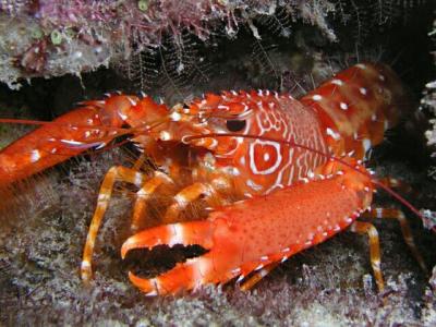 flaming reef lobster 2