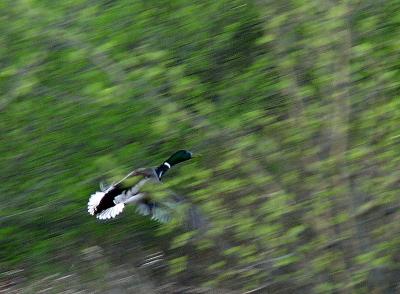 Duck Launch