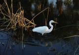 Egret