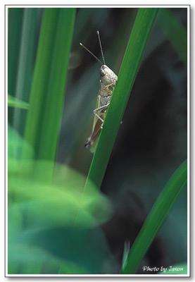 insect -005.jpg