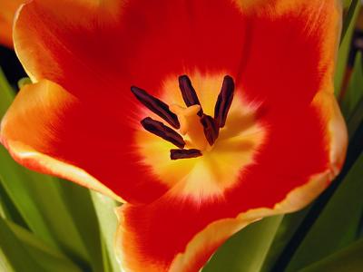 Tulip Wide Open