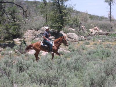 Galloping across the field