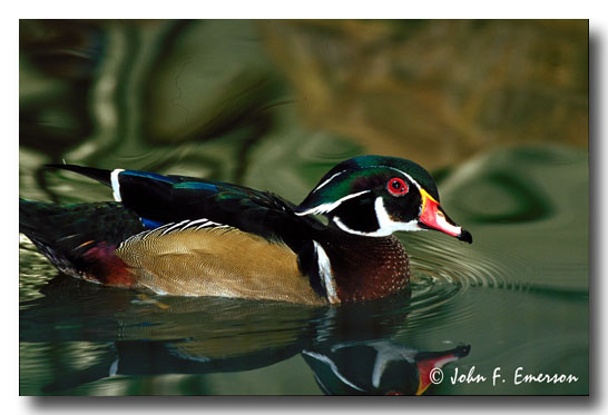 Wood Duck