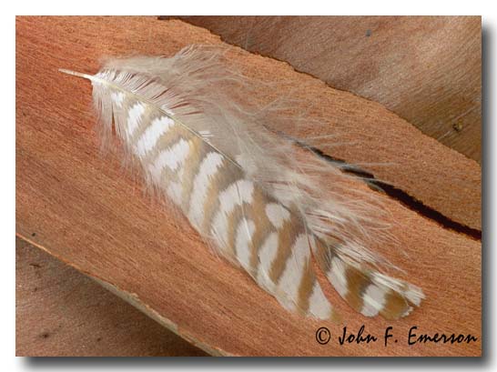 Owls Feather
