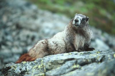Marmot .jpg