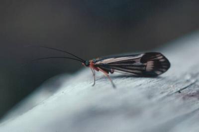 Caddisfly2JPG